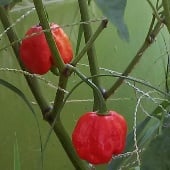 Scotch Bonnet Red Pepper Seeds (Strain 5) HP1889-10_Base
